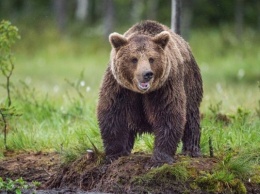 Ученые сняли "кровавое реалити" с медведями