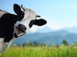 Ученые разработали метод диагностики опасной инфекции коров