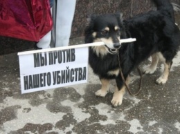 Шесть млн. гривен на умерщвление: харьковские зоозащитники призывают остановить официальные убийства котов и собак