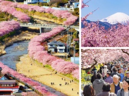 Сегодня в Японии официально зацвела сакура! Смотрите, какая нереальная красота!