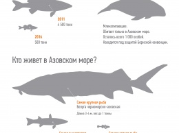 В Азовском море вылавливают только тюльку, хамсу и бычка (инфографика)