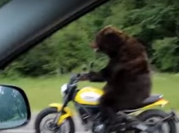 Медведь за рулем мотоцикла "покорил" сеть (ВИДЕО)