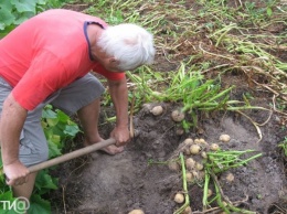 Урожай картофеля в Украине прогнозируется ниже прошлогоднего