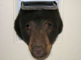 В США медведь попытался влезть в дом через проход для кошек