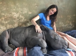 Спасенный от браконьеров детеныш носорога полюбил обниматься