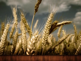 Новосибирские ученые разработали приложение для смартфона, определяющее урожайность зерна