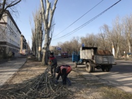 Активистка потребовала создать независимую экспертизу обрезки деревьев