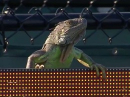 Огромная ящерица сорвала теннисный матч в Майями