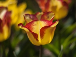 В Никитском ботаническом саду пройдет юбилейная выставка коллекционных тюльпанов