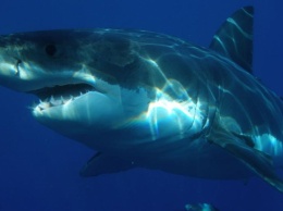 Гигантская акула напугала новозеландского рыболова (видео)