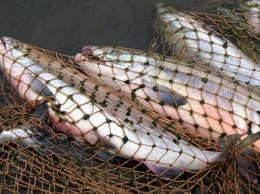 На Херсонщине обнаружили 3 браконьеров с уловом более чем 275 000 гривен