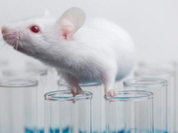 Голландские ученые испытали на лабораторных мышах эликсир молодости