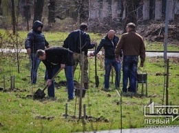 В Кривом Роге высадили деревья в память о погибших бойцах АТО