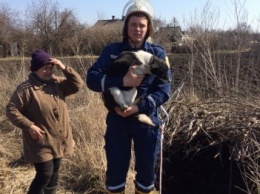 Недалеко от Павлограда спасли собаку, упавшую в колодец
