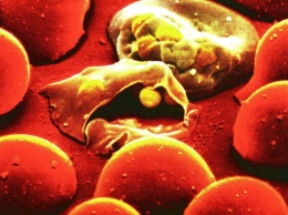 Ученые узнали, как бороться с малярией