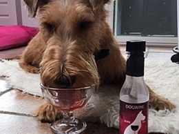 «Dog Perignon»: в Англии продаются вина для... собак и котов