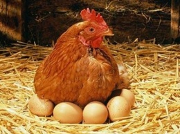 В Великобритании мощный компьютер решил головоломку о яйце и курице