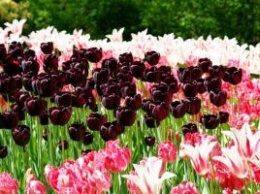 Найти в Калмыкии черный тюльпан и стать счастливым