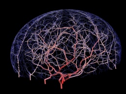 Ученые нашли вещество, способное замедлить процесс старения клеток мозга