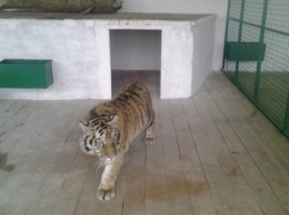 На Херсонщину завезли редкую тигрицу (фото)