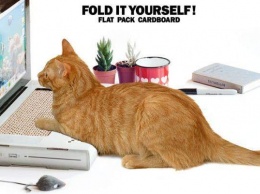 В Британии ученые создали ноутбуки для кошек