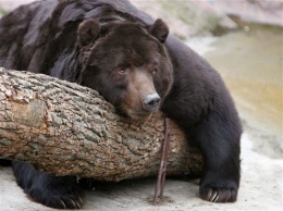 На Курилах живодеры восемь раз переехали медведя на внедорожнике
