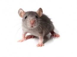 Ученые стимулируют мозг мышей с помощью беспроводной "зарядки"