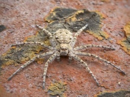 В Перу ученые нашли огромных летающих пауков