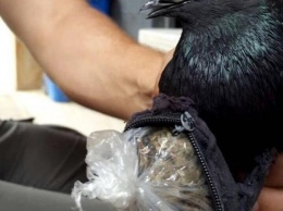 Голубь был задержан при попытке пронести наркотики в тюрьму (ФОТО)