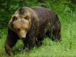 Правоохранители установили личности живодеров, издевавшихся над медведем на Курилах