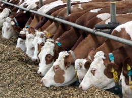 В регионы направят 5,1 млрд рублей субсидий на молочное животноводство