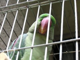 Полиция задержала попугая-матершинника