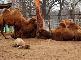 В Харькове родила верблюдица