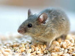 Ученые признали мышей первыми одомашненными питомцами