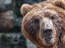 Ученые не связывают пробуждение медведей на Камчатке с извержением вулкана