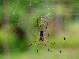 Ученые: пауки уничтожат человечество за год
