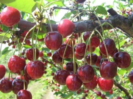 Украина расширяет экспорт вишни и черешни и бьет собственные рекорды