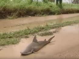 В Австралии ураган Дебби вынес акулу на проезжую часть
