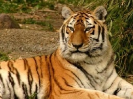 В Таиланде возродилась популяция индокитайских тигров