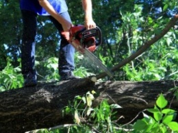 Жителей Покровска призывают сообщать об аварийных деревьях