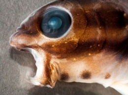 Ученые: Ядовитые рыбы при укусе замедляют нападавшего