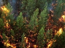 Ученые раскрыли связь между глобальным потеплением и пожарами в Сибири