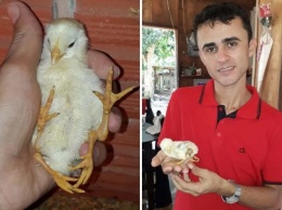 На бразильской ферме родился цыпленок с четырьмя лапами (видео)