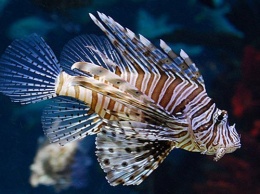 Биологи обнаружили аналог героина в яде тропических рыб