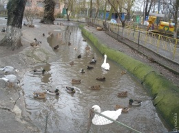 В Одесском зоопарке из-за нашествия туристов пришлось спрятать всех уток