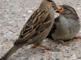 Ученые: Выхлопные газы являются причиной гибели мелких птиц