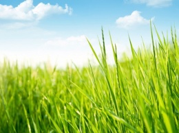 Ученые разработали способ превращения обычной травы в биотопливо
