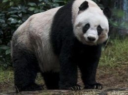 В Китае умер выпущенный на волю самец панды
