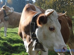 Израиль намерен импортировать из Украины 2,5 тысячи тонн говядины ежемесячно