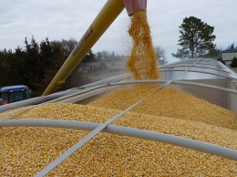 Украина возобновила поставки кукурузы в Южную Корею